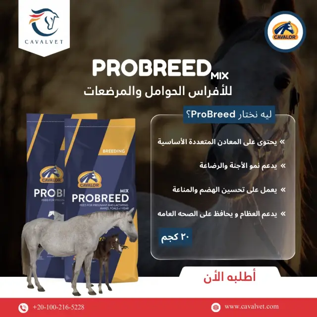 Cavalvet - Social media design 22 | MAZCODEX portfolio